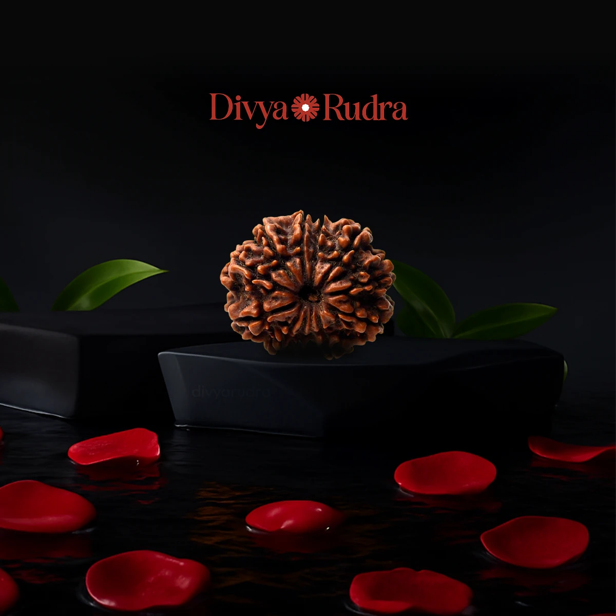 10 Mukhi Rudraksha (Nepali Origin) – Original & Certified