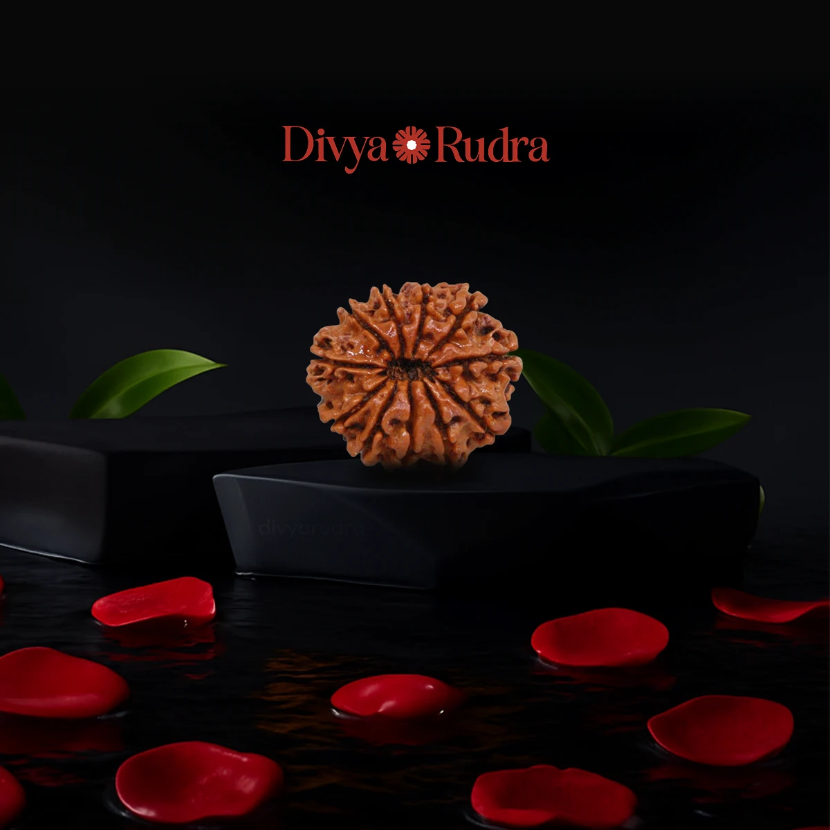 11 Mukhi Rudraksha From Nepal Original Certified By Igl 11 मुखी रुद्राक्ष 11 Face Rudraksha 11 Mukhi Eleven Face Rudraksha For Women Men Astrological Purpose Eleven Mukhi Rudraksh For Men & Women