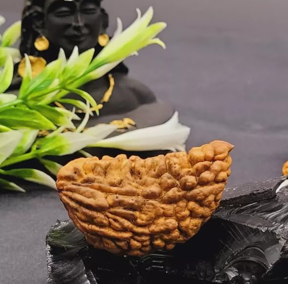 1 Mukhi Rudraksha – Original ek Mukhi Bead India - Image 3