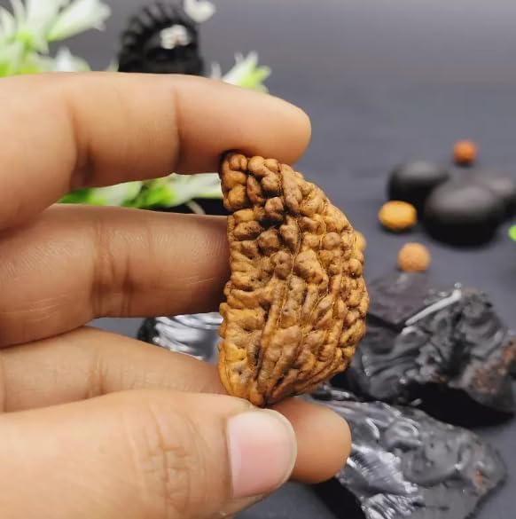 1 Mukhi Rudraksha – Original ek Mukhi Bead India - Image 4