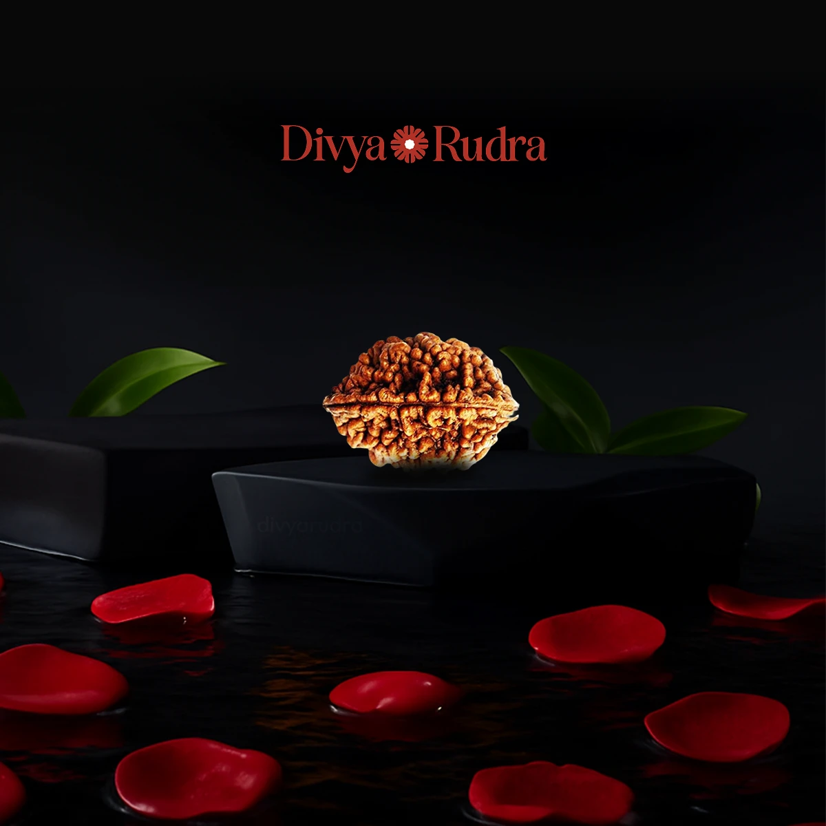 2 Mukhi Rudraksha – Original Do Mukhi Bead India - Divya Rudra
