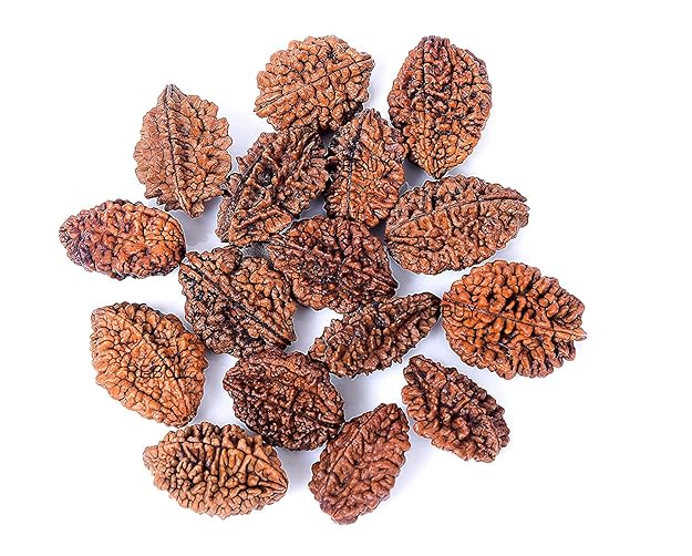 2 Mukhi Rudraksha – Original Do Mukhi Bead India - Divya Rudra - Image 3