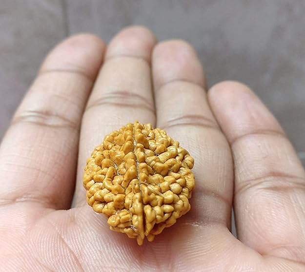 2 Mukhi Rudraksha – Original Do Mukhi Bead India - Divya Rudra - Image 4