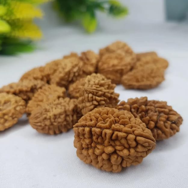 2 Mukhi Rudraksha – Original Do Mukhi Bead India - Divya Rudra - Image 6
