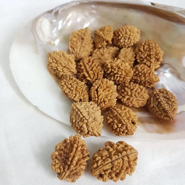 2 Mukhi Rudraksha – Original Do Mukhi Bead India - Divya Rudra - Image 7