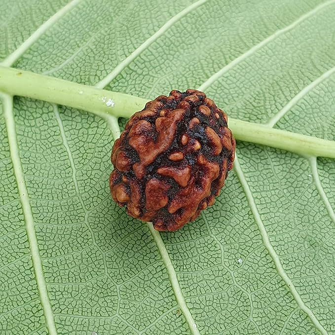 3 Mukhi Rudraksha Online – Certified & Natural Bead - Image 7