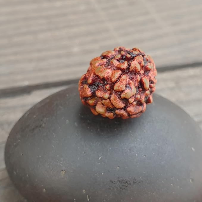 3 Mukhi Rudraksha Online – Certified & Natural Bead - Image 6