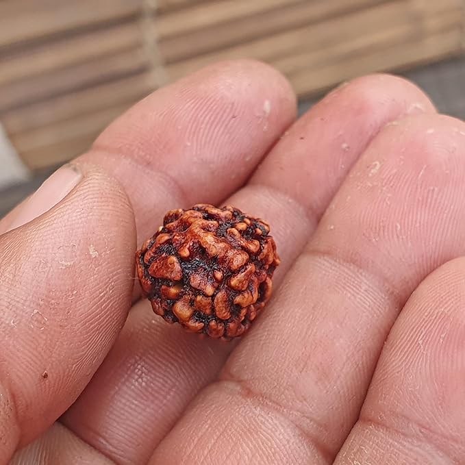 3 Mukhi Rudraksha Online – Certified & Natural Bead - Image 5