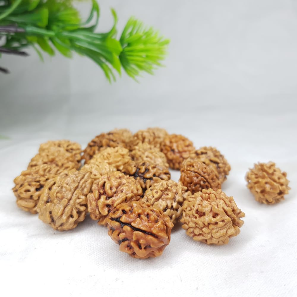 3 Mukhi Rudraksha Online – Certified & Natural Bead - Image 4