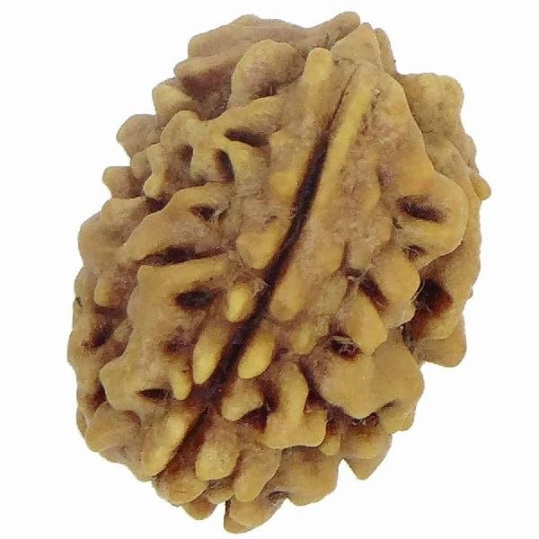 3 Mukhi Rudraksha Online – Certified & Natural Bead - Image 3