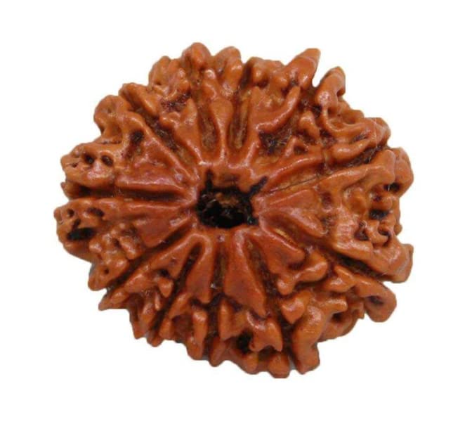 11 Mukhi Rudraksha From Nepal Original Certified By Igl 11 मुखी रुद्राक्ष 11 Face Rudraksha 11 Mukhi Eleven Face Rudraksha For Women Men Astrological Purpose Eleven Mukhi Rudraksh For Men & Women - Image 4