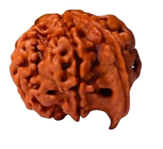 Ganesh Mukhi Rudraksha - Nepali Original - Image 4
