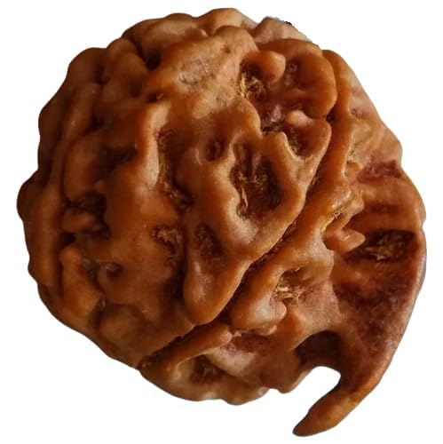 Ganesh Mukhi Rudraksha - Nepali Original - Image 5