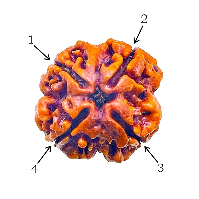 4 Mukhi Rudraksha Buy Online – Nepal Beads - Image 3