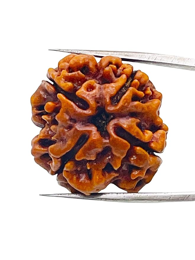 4 Mukhi Rudraksha Buy Online – Nepal Beads - Image 5