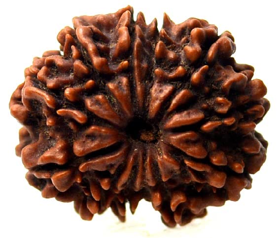 10 Mukhi Rudraksha (Nepali Origin) – Original & Certified - Image 3