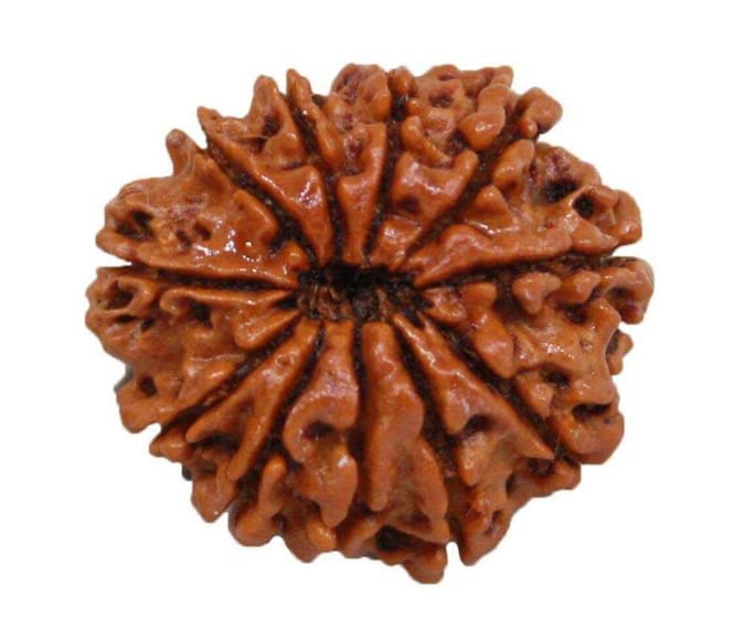 11 Mukhi Rudraksha From Nepal Original Certified By Igl 11 मुखी रुद्राक्ष 11 Face Rudraksha 11 Mukhi Eleven Face Rudraksha For Women Men Astrological Purpose Eleven Mukhi Rudraksh For Men & Women - Image 3