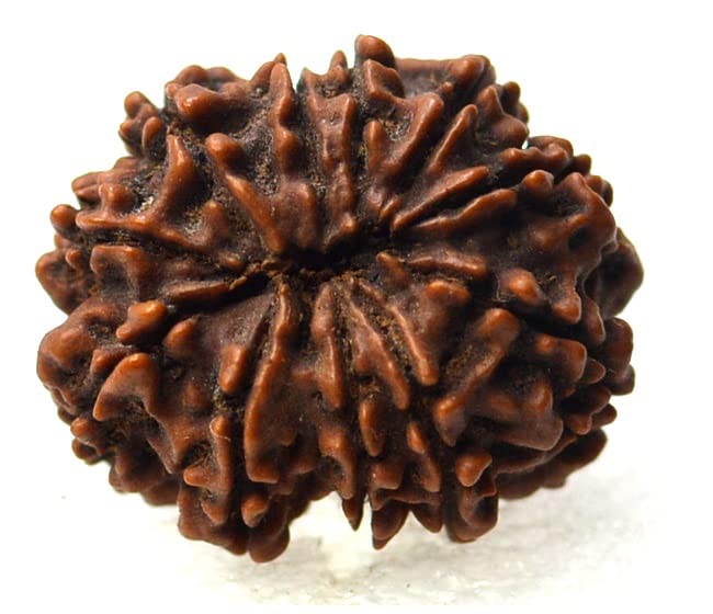 10 Mukhi Rudraksha (Nepali Origin) – Original & Certified - Image 5
