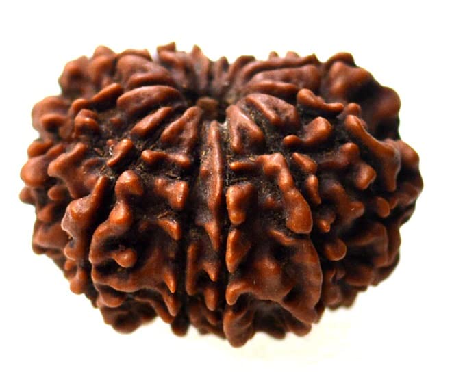 10 Mukhi Rudraksha (Nepali Origin) – Original & Certified - Image 4