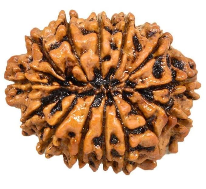 14 Mukhi Nepali Rudraksha Original Certified Pure Rudrakshaa 14 Face Fourteen Mukhii Rudraksh चौदह मुखी नेपाल बीड रुद्राक्ष Chaudah Mukhas Rudrakshas 14 मुखी नेपाली ओरिजिनल रुद्राक्ष for Jap - Image 4