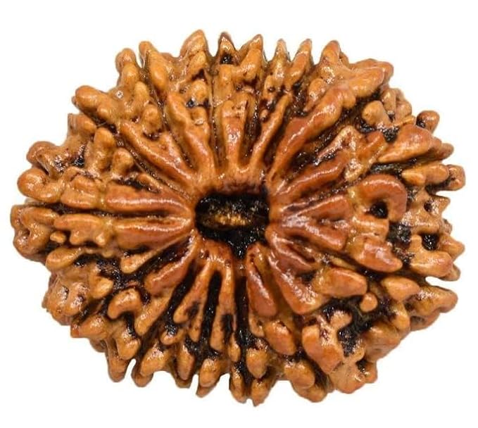14 Mukhi Nepali Rudraksha Original Certified Pure Rudrakshaa 14 Face Fourteen Mukhii Rudraksh चौदह मुखी नेपाल बीड रुद्राक्ष Chaudah Mukhas Rudrakshas 14 मुखी नेपाली ओरिजिनल रुद्राक्ष for Jap - Image 3
