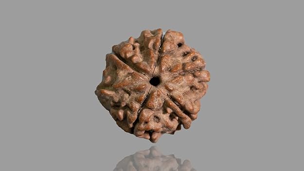 Original Rudraksha Beads 5 Mukhi Certified Nepal - Image 3