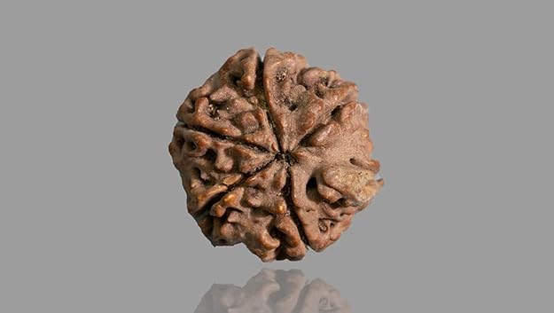 Original Rudraksha Beads 5 Mukhi Certified Nepal - Image 4