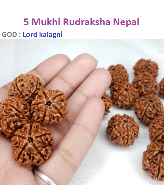Original Rudraksha Beads 5 Mukhi Certified Nepal - Image 5