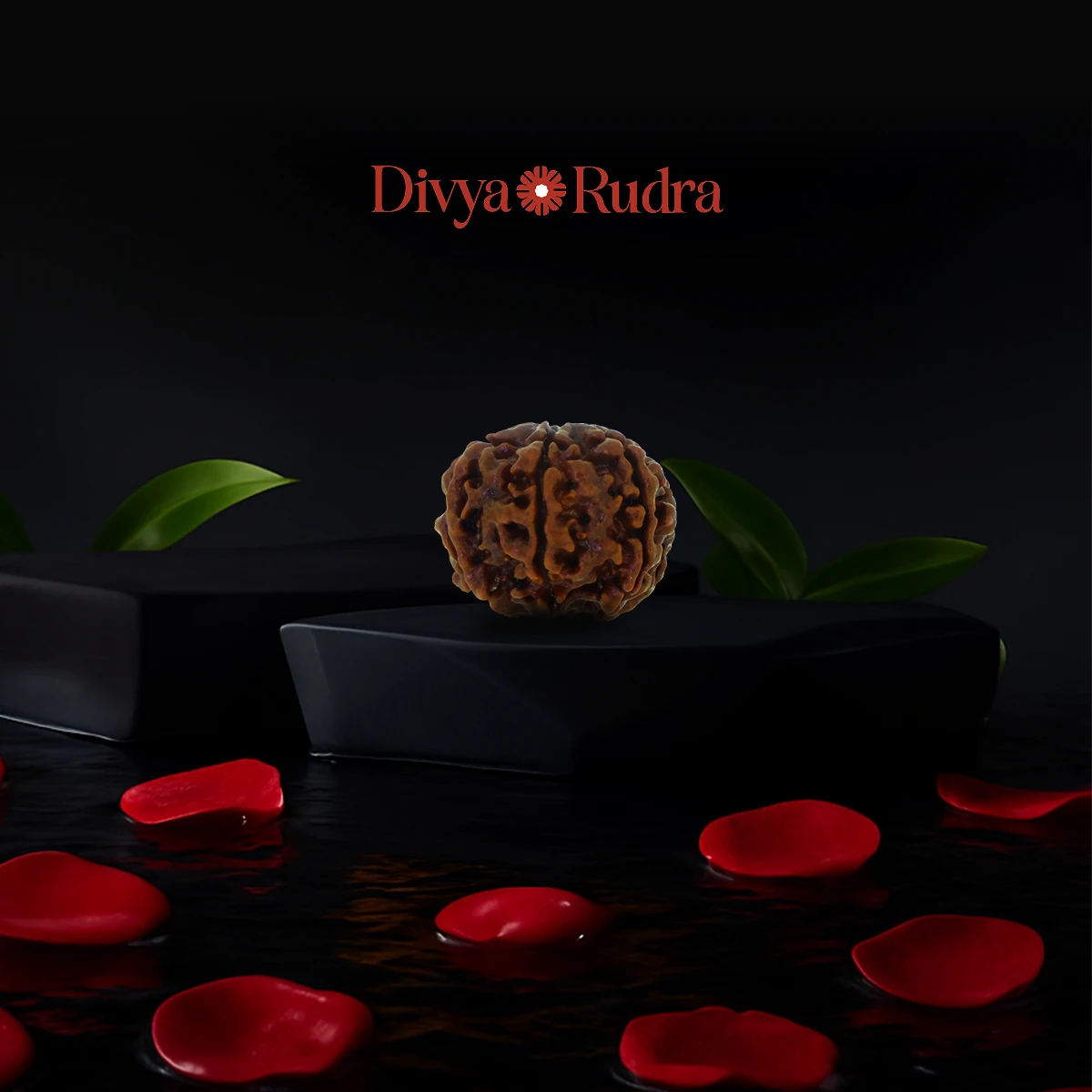 6 Mukhi Rudraksha (Nepali Origin) – Natural & Certified