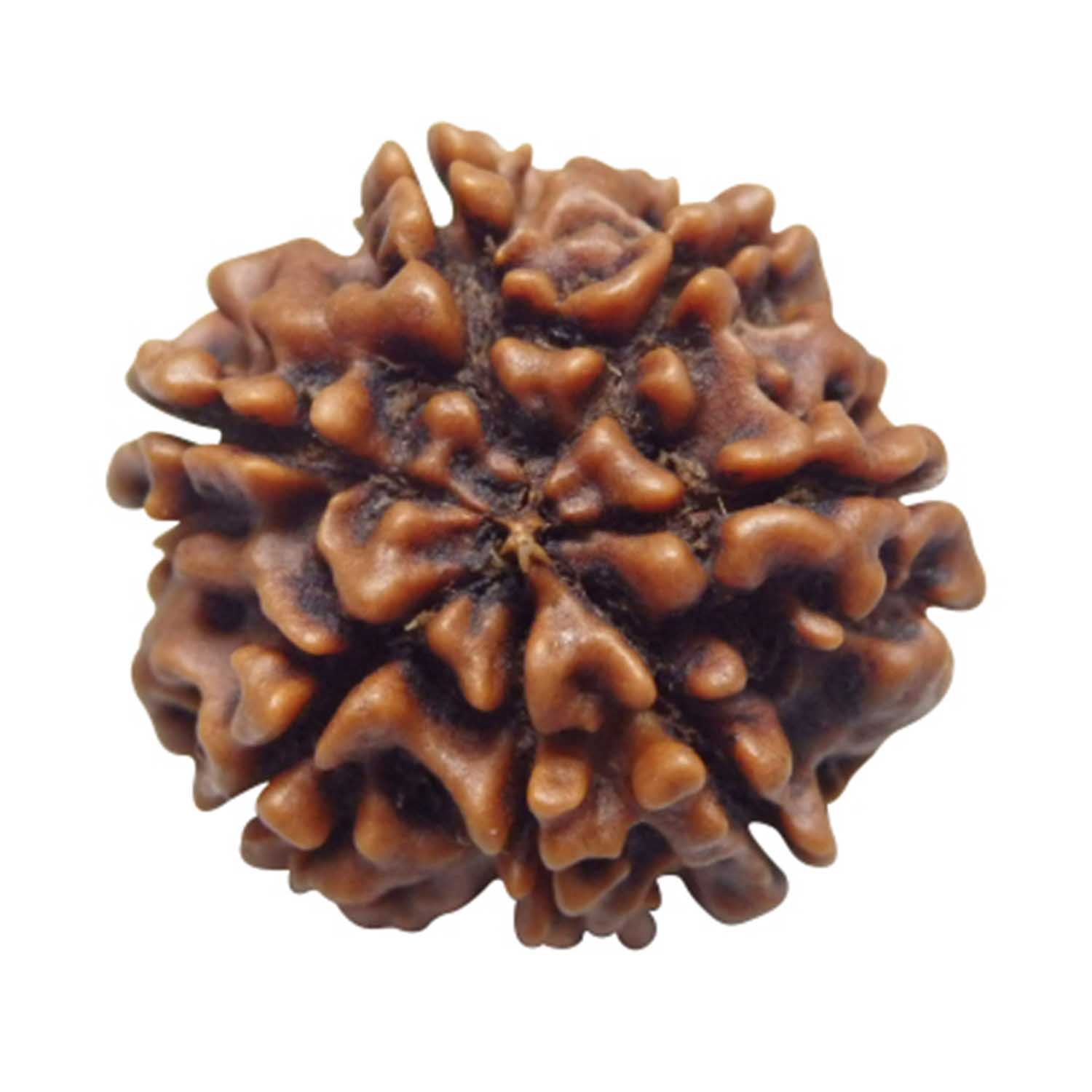 7 Mukhi Rudraksha (Nepali Origin) – Natural & Certified - Image 4