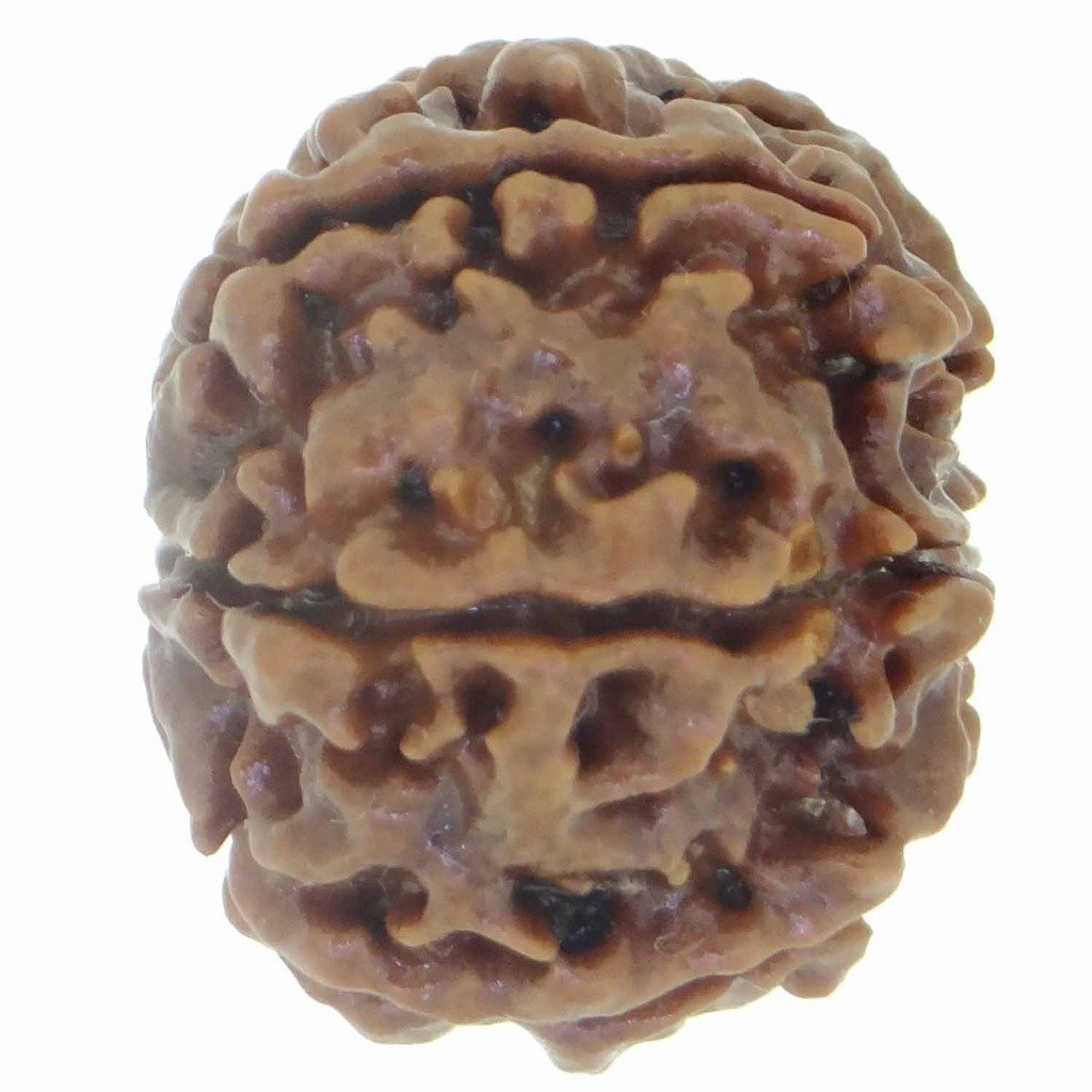 6 Mukhi Rudraksha (Nepali Origin) – Natural & Certified - Image 4