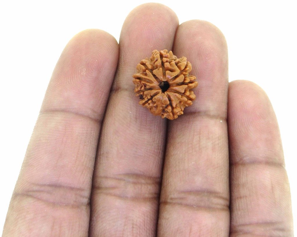 9 Mukhi Rudraksha (Nepali Origin) – Natural & Certified - Image 6