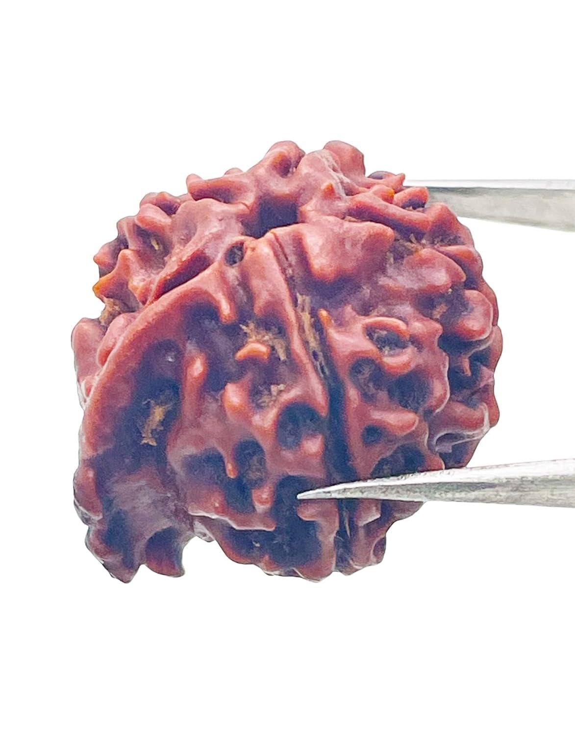 Ganesh Mukhi Rudraksha - Nepali Original - Image 6