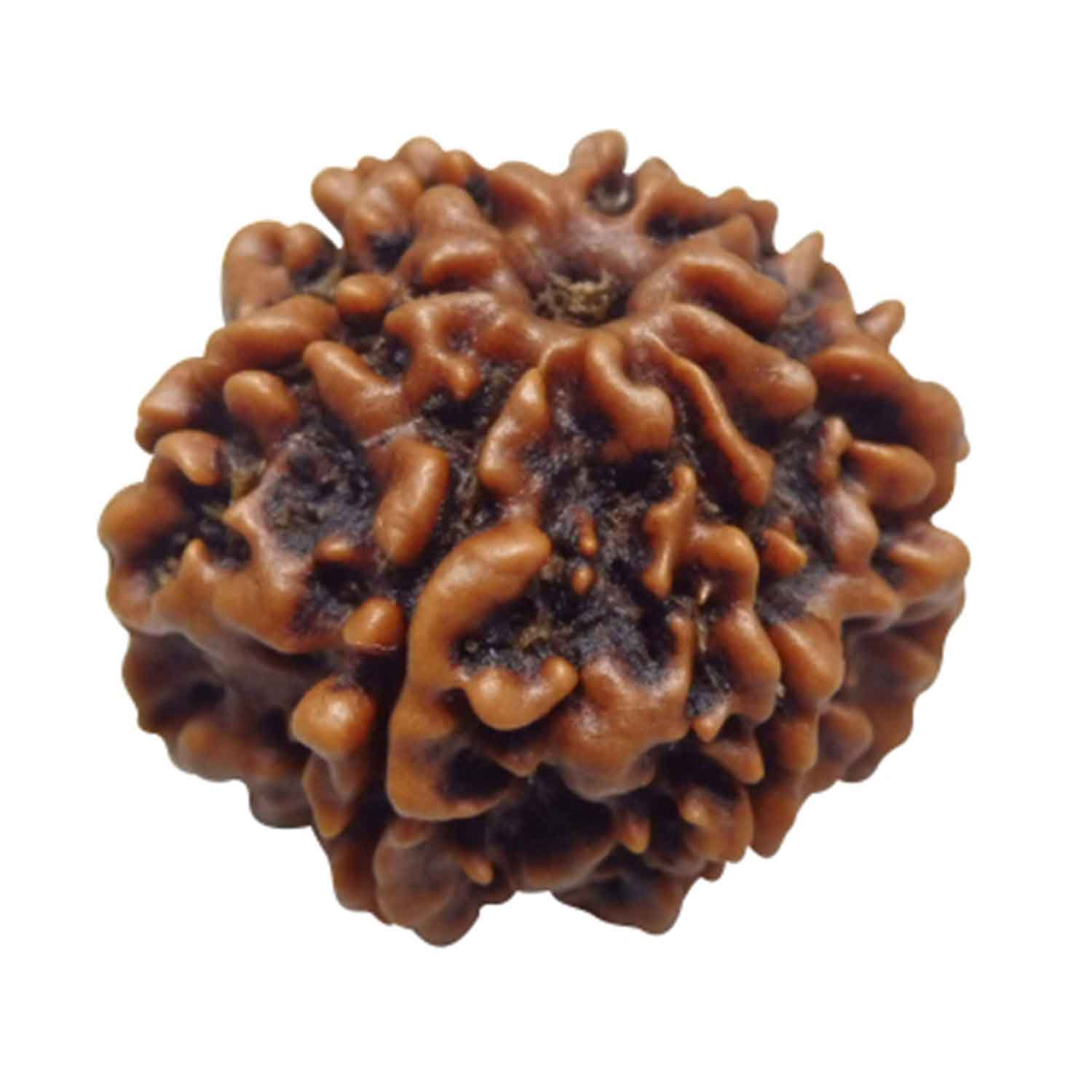 7 Mukhi Rudraksha (Nepali Origin) – Natural & Certified - Image 5