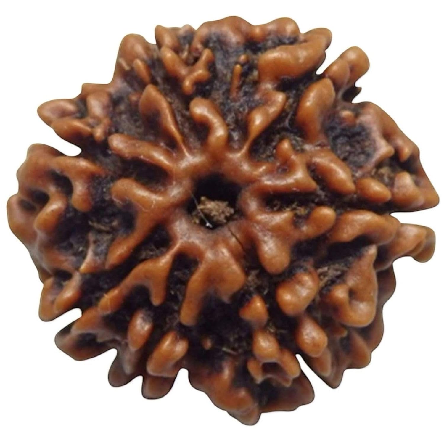 7 Mukhi Rudraksha (Nepali Origin) – Natural & Certified - Image 3