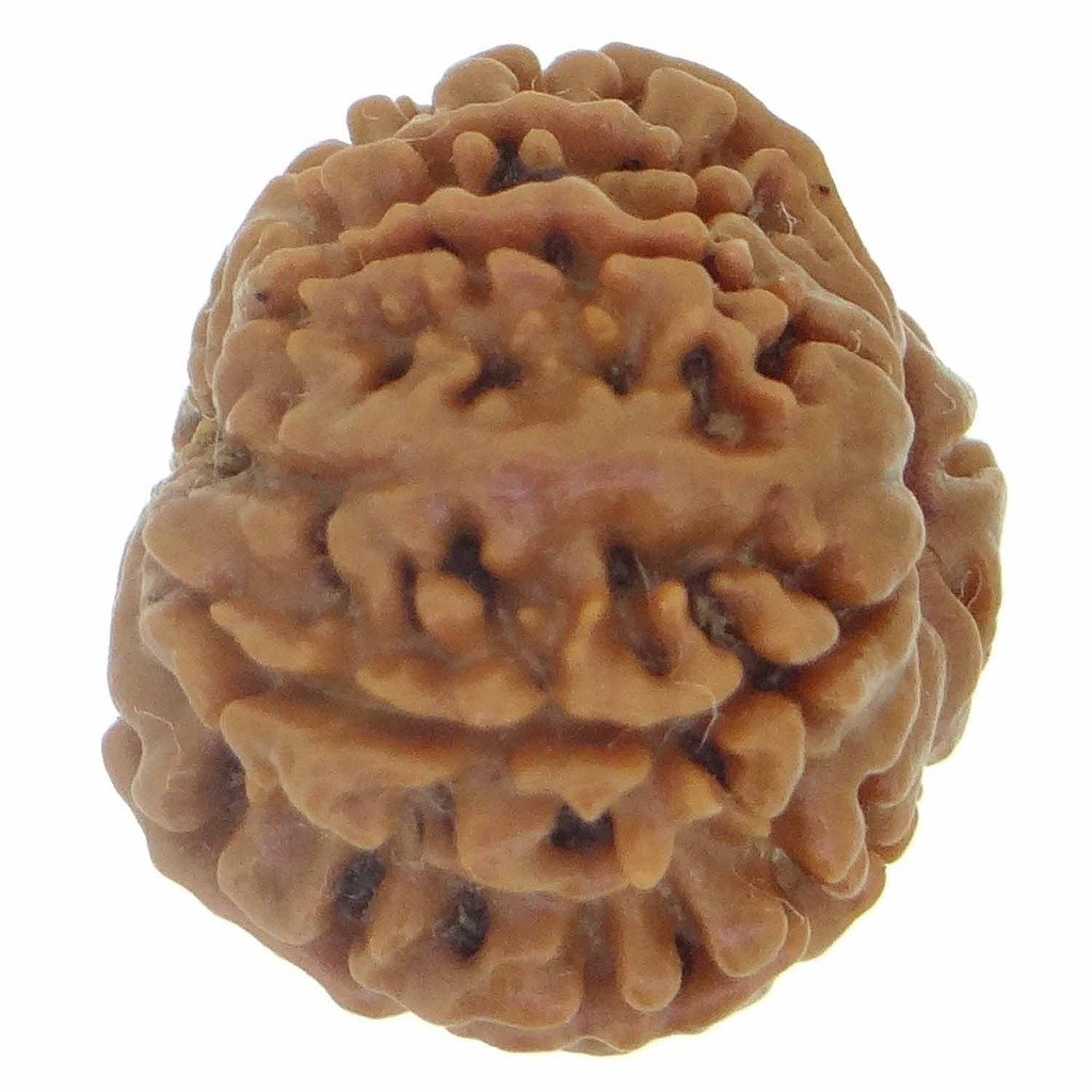 9 Mukhi Rudraksha (Nepali Origin) – Natural & Certified - Image 5