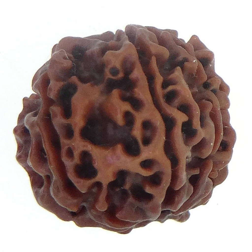 8 Mukhi Rudraksha (Nepali Origin) – Natural & Certified - Image 4