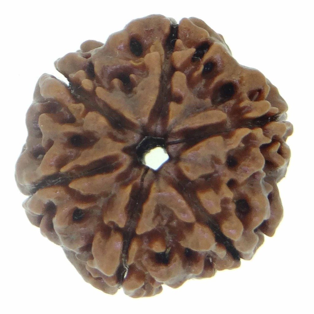 6 Mukhi Rudraksha (Nepali Origin) – Natural & Certified - Image 3