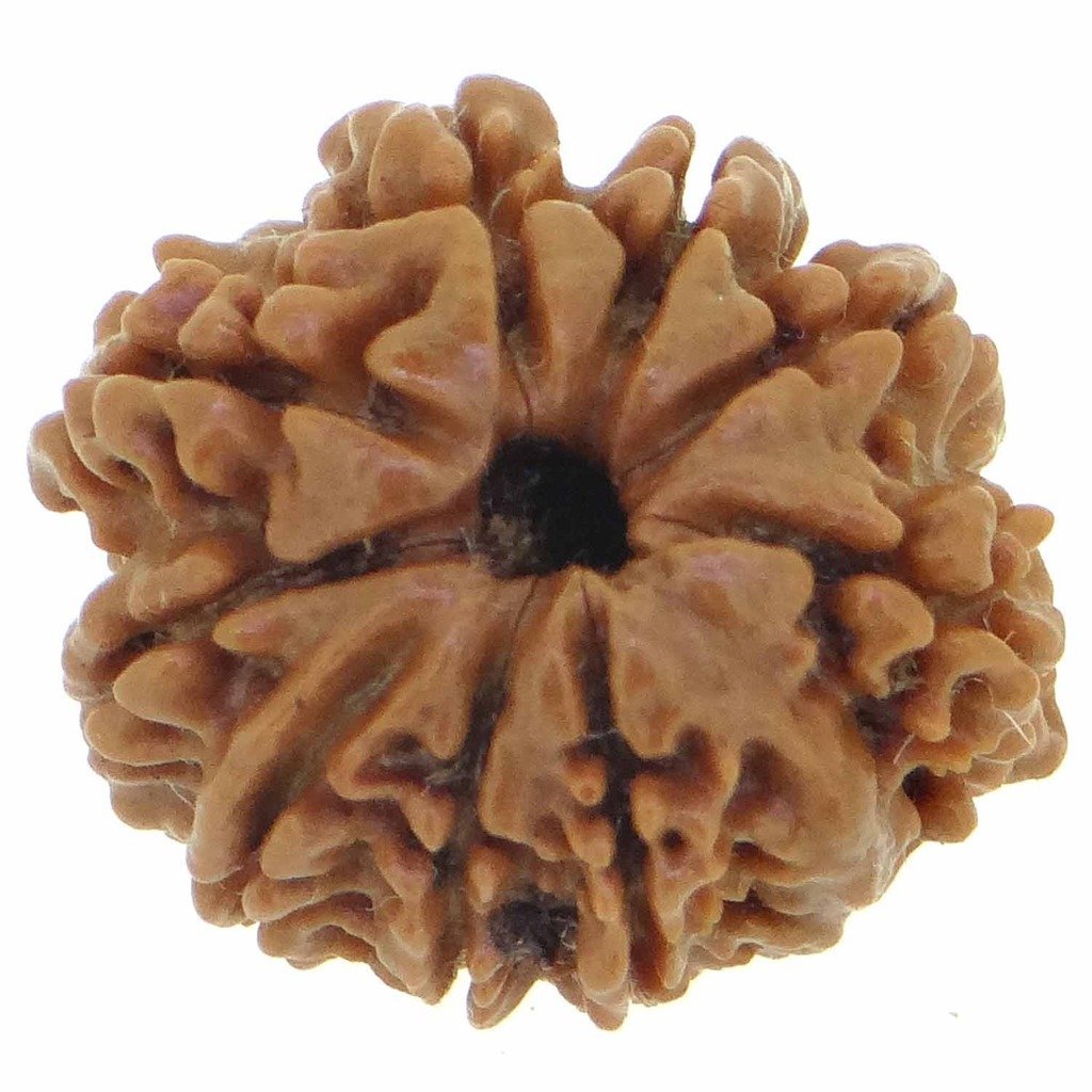 9 Mukhi Rudraksha (Nepali Origin) – Natural & Certified - Image 3