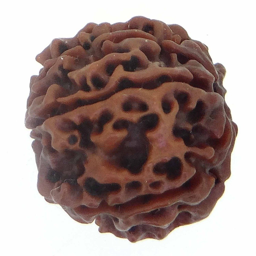 8 Mukhi Rudraksha (Nepali Origin) – Natural & Certified - Image 5
