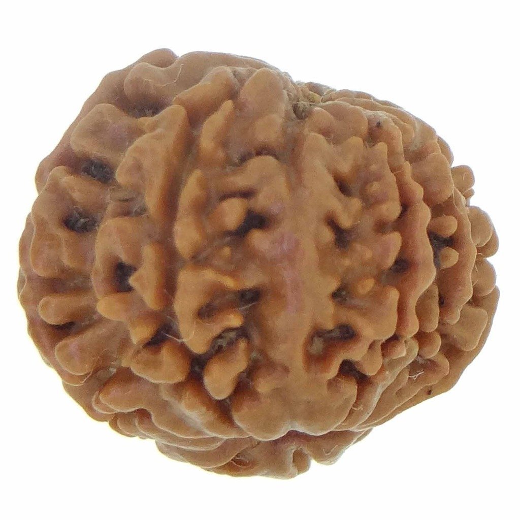9 Mukhi Rudraksha (Nepali Origin) – Natural & Certified - Image 4