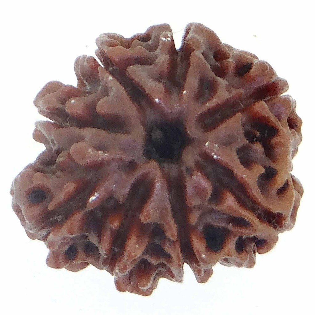 8 Mukhi Rudraksha (Nepali Origin) – Natural & Certified - Image 3