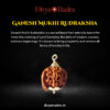 Ganesh Mukhi Rudraksha - Nepali Original