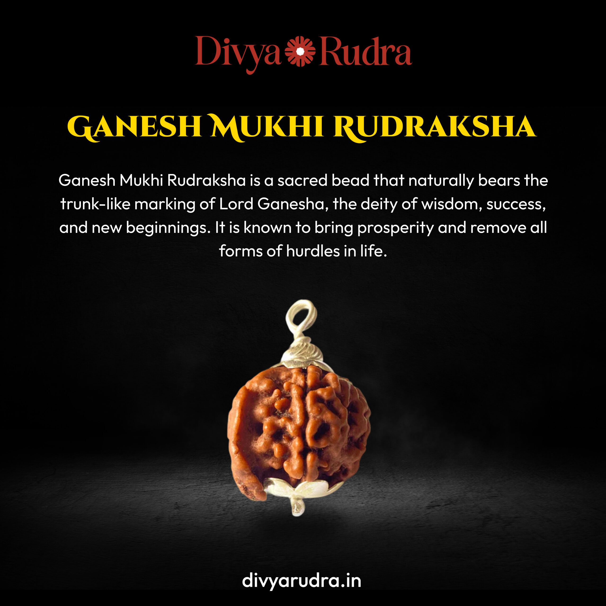Ganesh Mukhi Rudraksha - Nepali Original