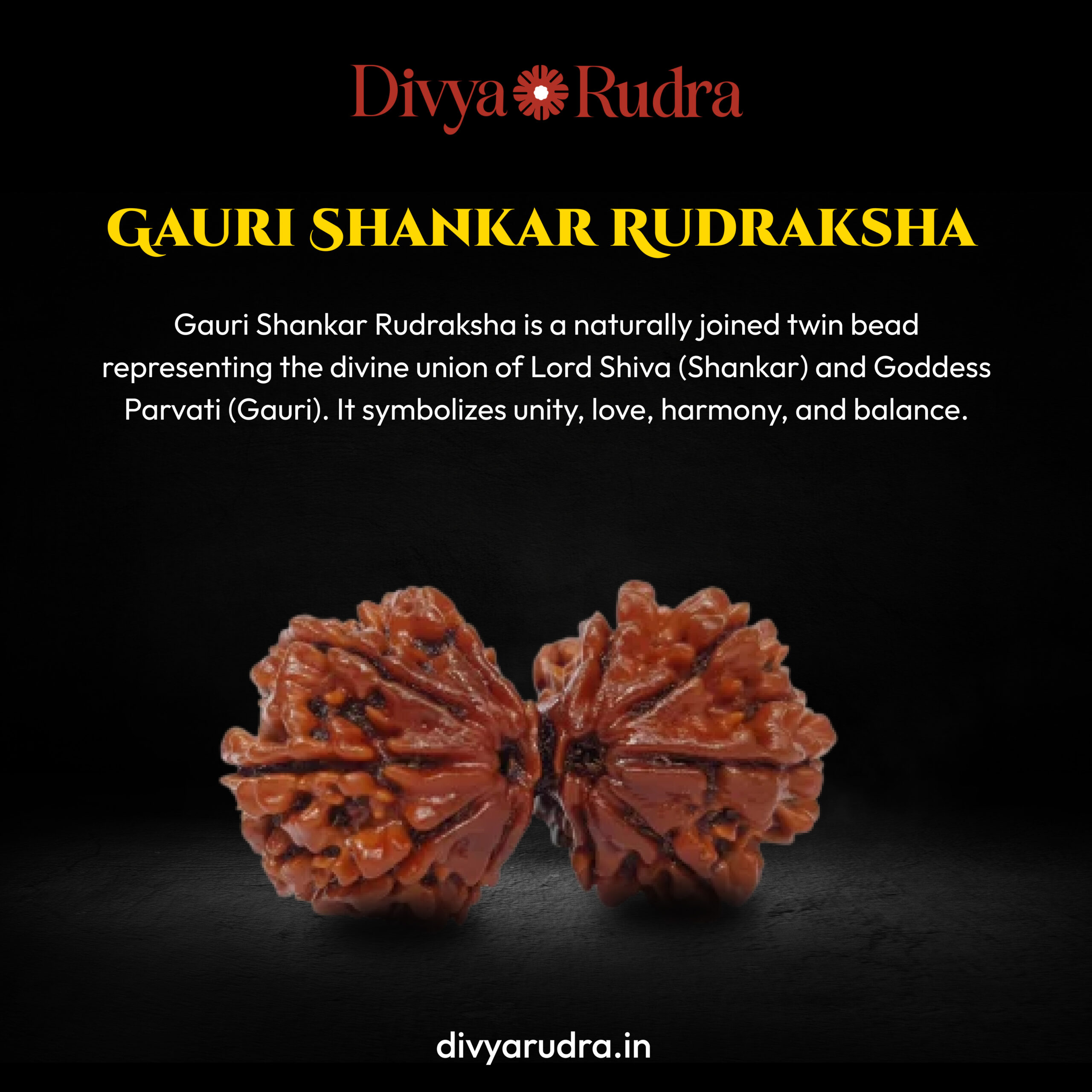 Natural Gauri Shankar Rudraksha Bead
