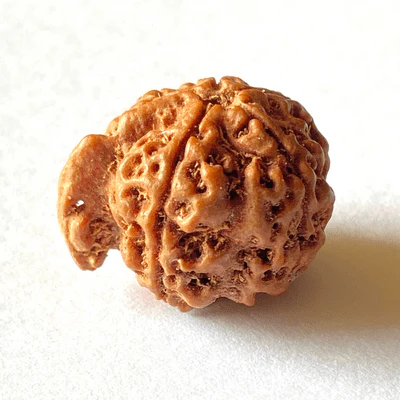 Ganesh Mukhi Rudraksha - Nepali Original - Image 3