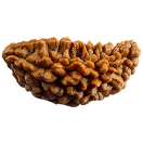 Rudraksha Mukhi